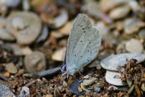Celastrina argiolus