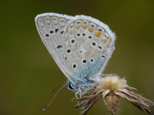 Polyommatus icarus