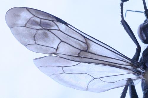 Priocnemis sp.
