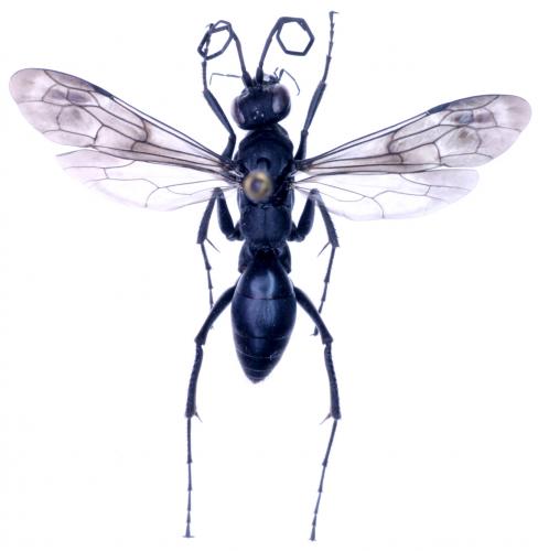 Priocnemis sp.