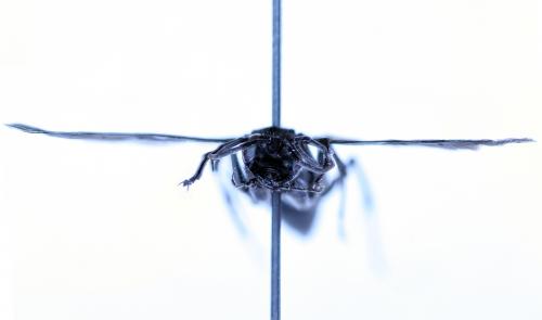 Priocnemis sp.