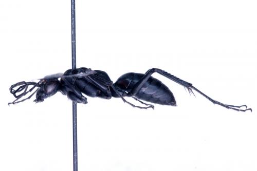 Priocnemis sp.