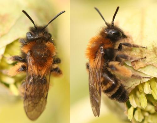 Andrena bicolor