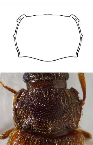 Cryptophagus sp.