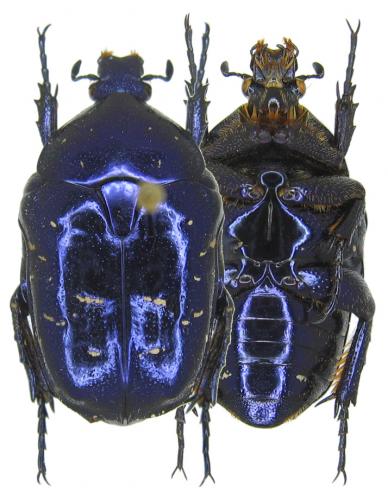 Réf. 54 754 : Protaetia inquinata