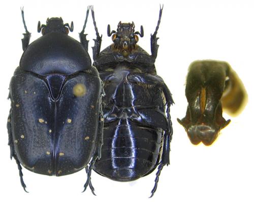 Potosia impavida