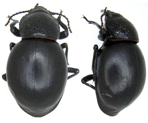 Phanerotomea scrobicolle