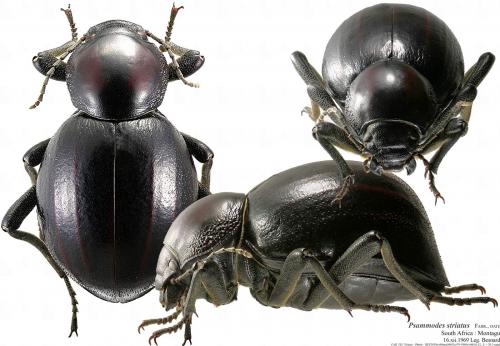 Réf. 54 112 : Psammodes striatus
