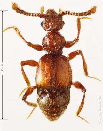 Batrisodes delaporti
