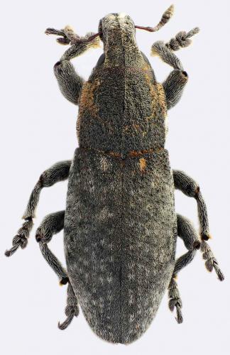 Réf. 54 059 : Pseudocleonus grammicus