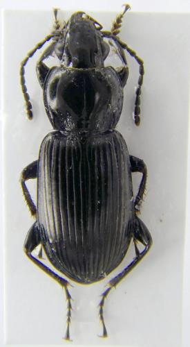Pterostichus nigrita