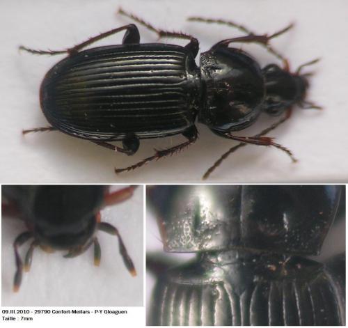 Réf. 54 685 : Pterostichus vernalis