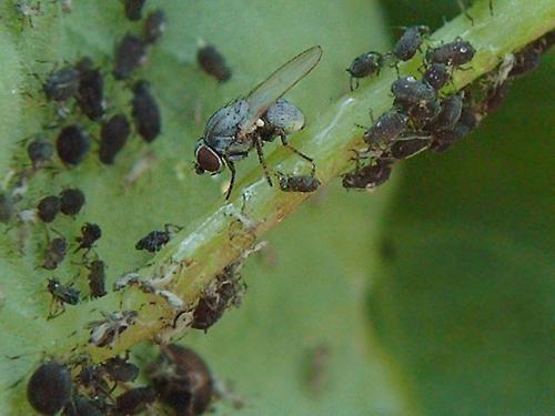 Leucopis sp.