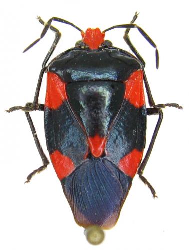 Réf. 54 763 : Arocera elongata elongata