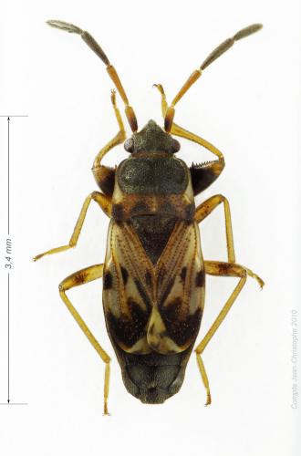 Réf. 54 948 : Scolopostethus sp.