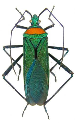 Phthia sp.