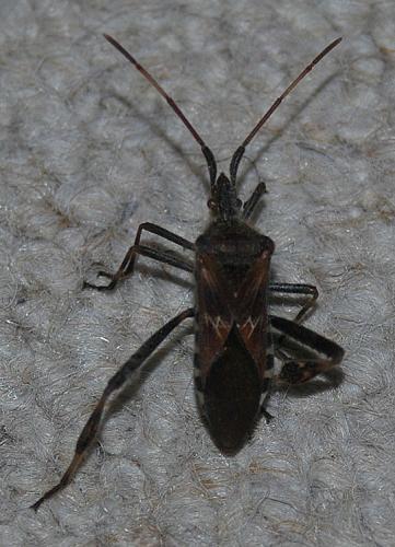 Leptoglossus occidentalis