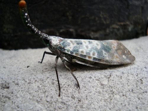 Réf. 54 018 : Pyrops sp.