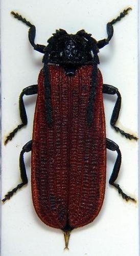 Pyropterus nigroruber