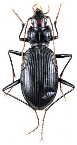 Réf. 54 891 : Nebria gagates veronicae