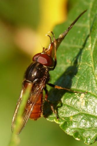 Réf. 54 364 : Rhingia campestris