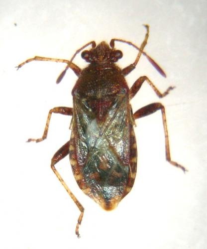 Rhopalus conspersus