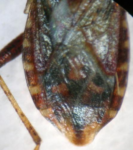 Rhopalus conspersus