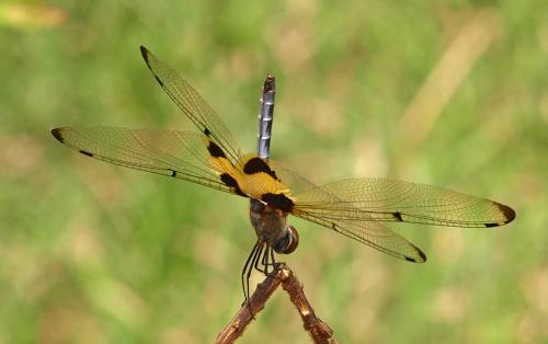 Rhyothemis phyllis