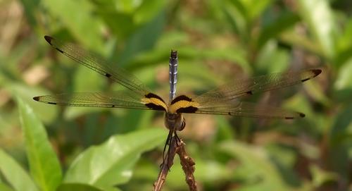 Rhyothemis phyllis