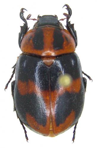 Cyclocephala conspicua