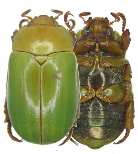 Pelidnota chlorana
