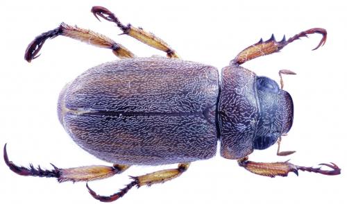 Réf. 54 893 : Adoretus versutus