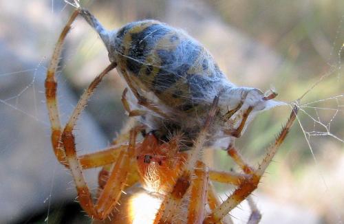 Araneus pallidus