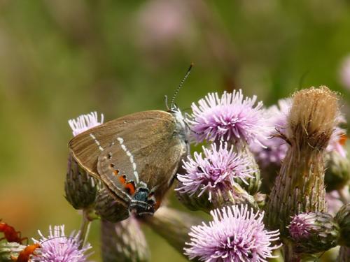 Réf. 54 157 : Satyrium spini