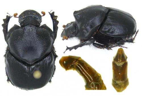 Diastellopalpus basilobatus