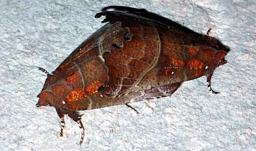 Réf. 54 454 : Scoliopteryx libatrix