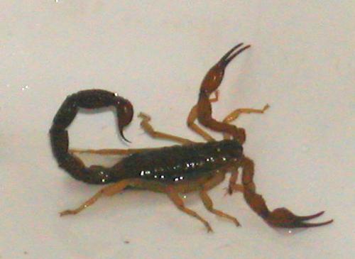 Grosphus sp.