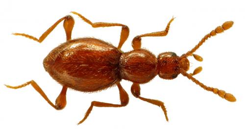 Scydmaenus rufus