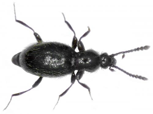 Réf. 54 527 : Stenichnus collaris