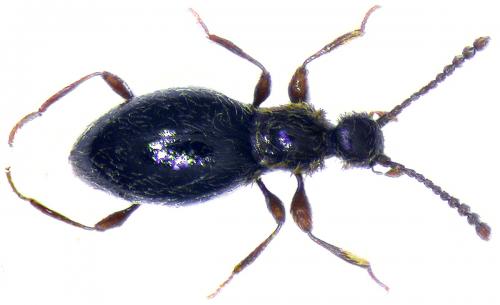 Euconnus pandellei