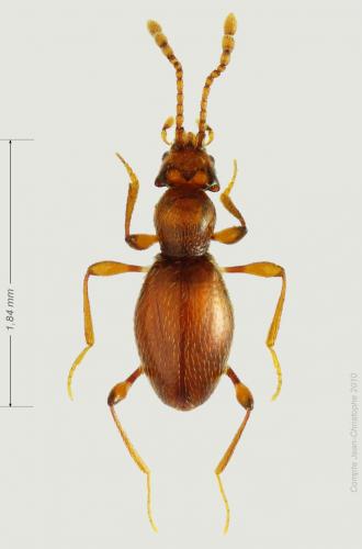 Réf. 54 652 : Scydmaenus hellwigii