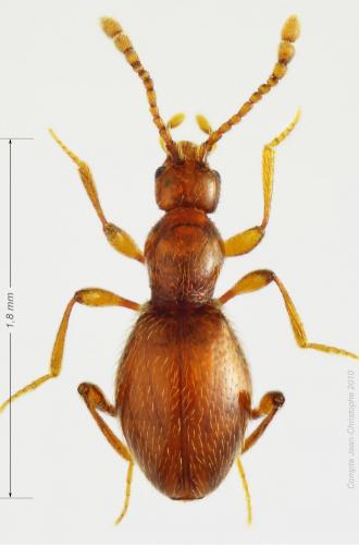 Réf. 54 653 : Scydmaenus hellwigii