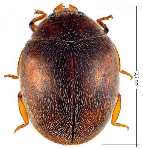 Scymnus subvillosus