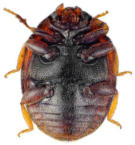 Scymnus subvillosus