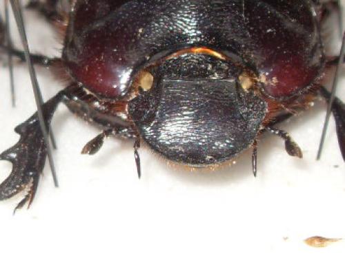 Heliocopris antenor