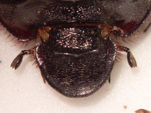 Heliocopris antenor