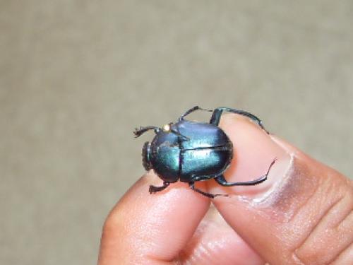 Réf. 54 838 : Garreta azureus