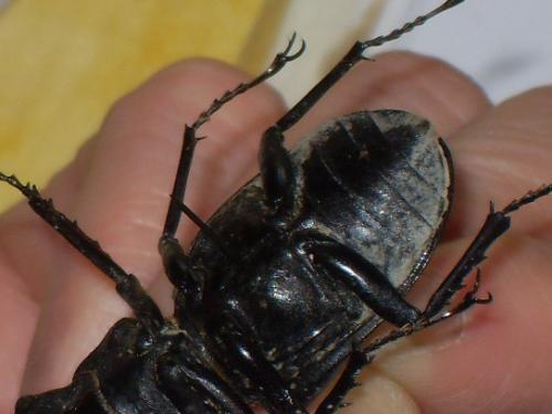 Lucanus cervus