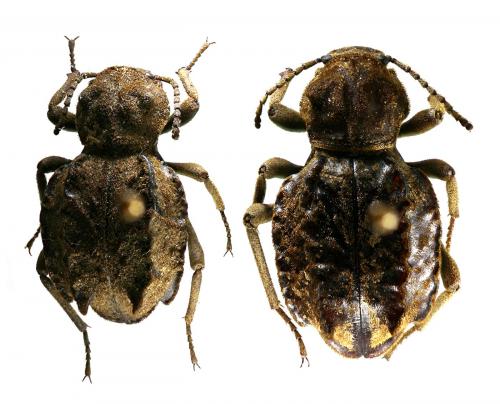 Réf. 54 161 : Phrynocolus dentatus