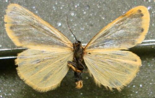 Réf. 54 133 : Setina irrorella